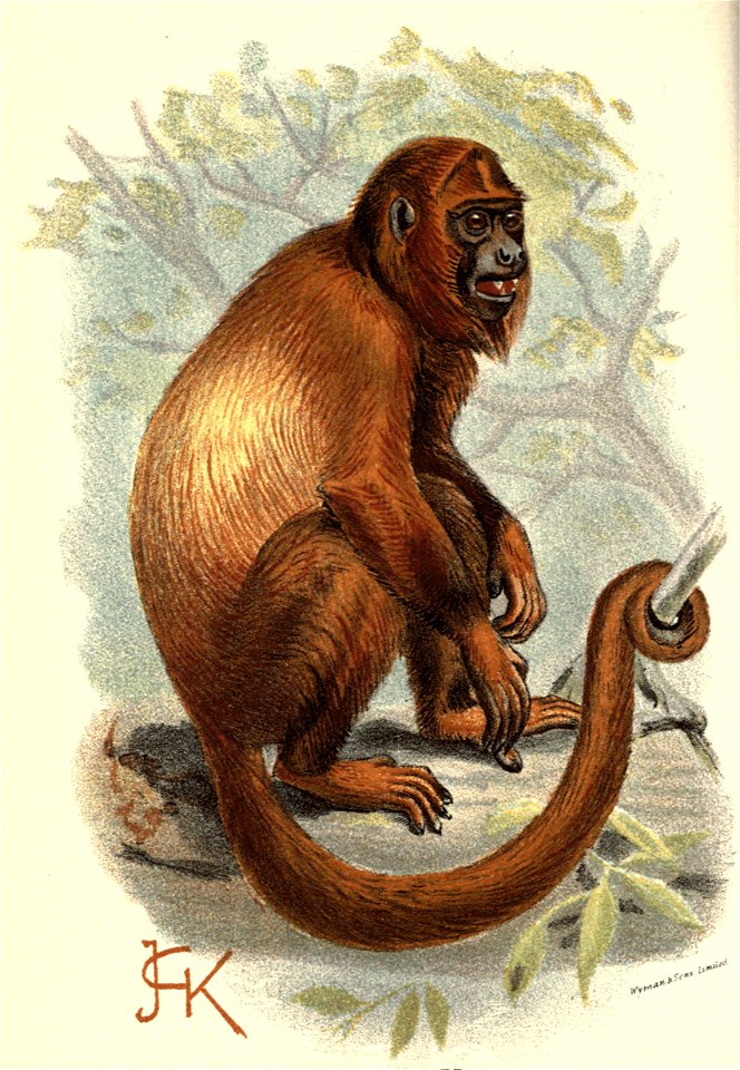 Handbook to the Primates Plate 18