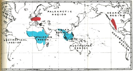Handbook to the Primates Plate 42