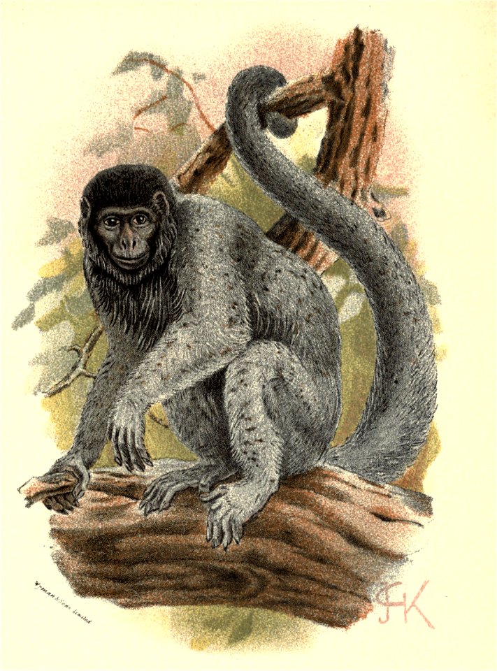 Handbook to the Primates Plate 20