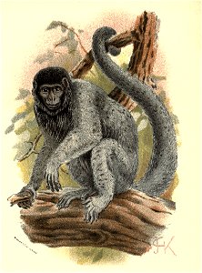 Handbook to the Primates Plate 20