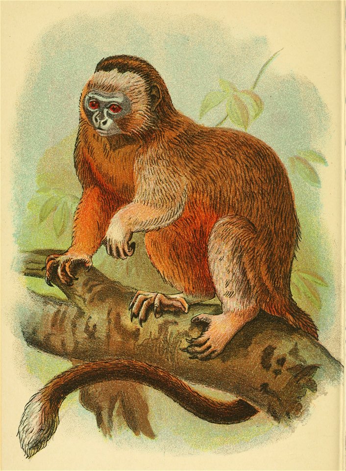 Handbook to the Primates (1896) Plate 13