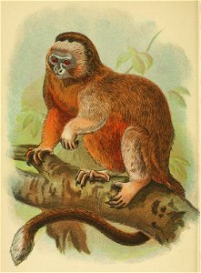 Handbook to the Primates (1896) Plate 13
