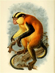 Handbook to the Primates Plate 30