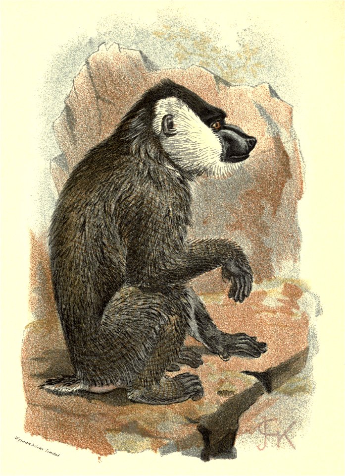 Handbook to the Primates Plate 22