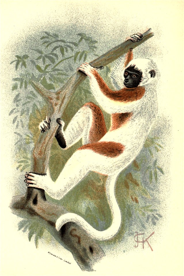 Handbook to the Primates Plate 11