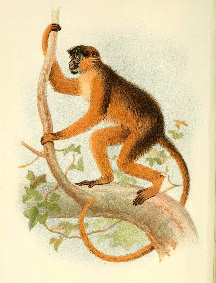 Handbook to the Primates Plate 33
