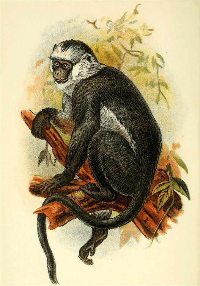 Handbook to the Primates Plate 35