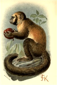 Handbook to the Primates Plate 19