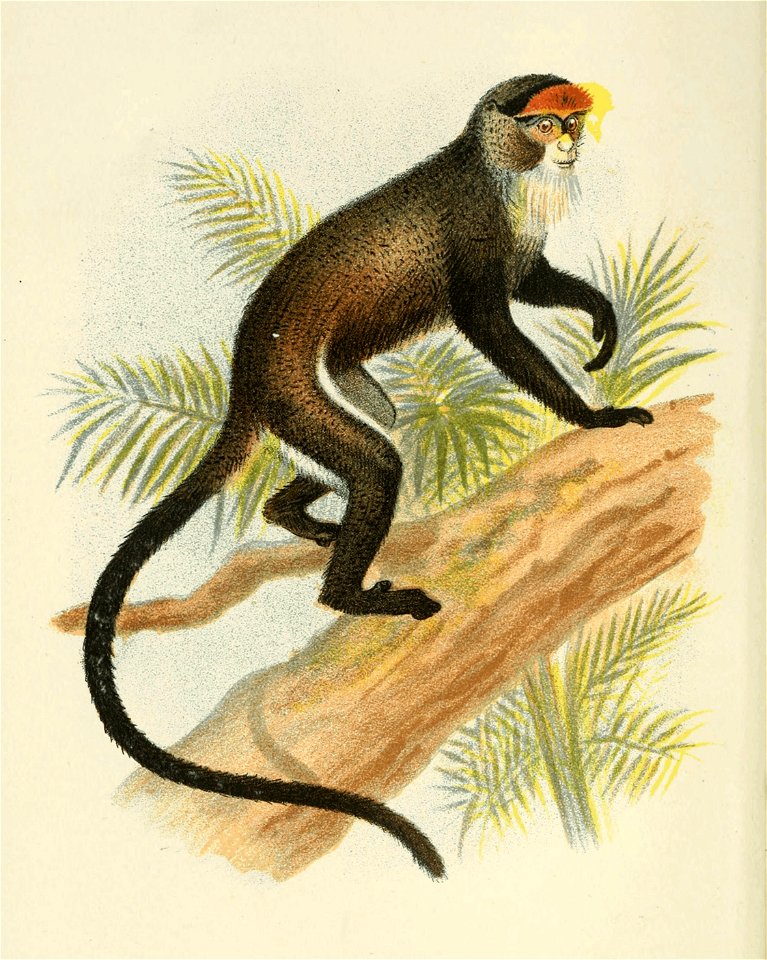 Handbook to the Primates Plate 31