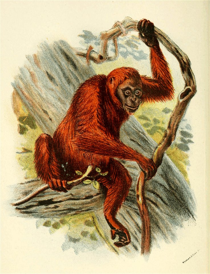 Handbook to the Primates Plate 39