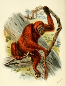 Handbook to the Primates Plate 39