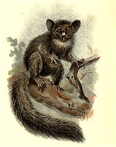Handbook to the Primates Plate 01