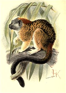 Handbook to the Primates Plate 13