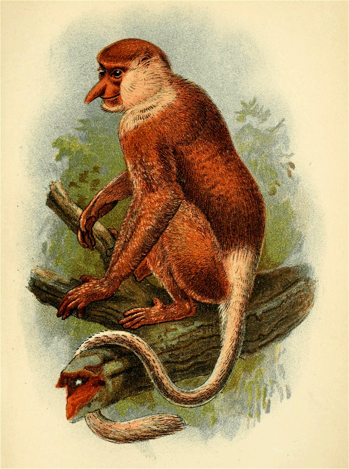 Handbook to the Primates Plate 37