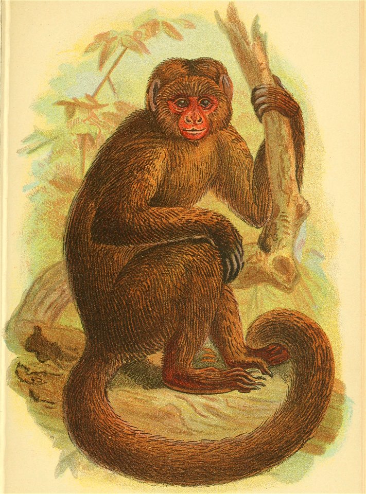 Handbook to the Primates (1896) Plate 21