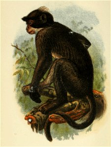 Handbook to the Primates Plate 27