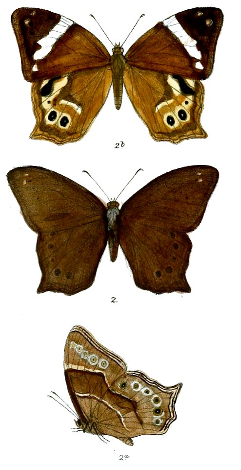 HaniphaDynsate 77 2