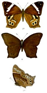 HaniphaDynsate 77 2
