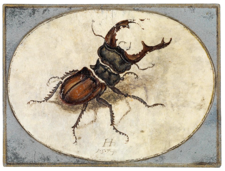 Hans Hoffmann nach Dürer Hirschkäfer