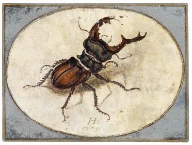 Hans Hoffmann nach Dürer Hirschkäfer