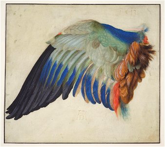 Hans Hoffmann Blaurackenflügel 1513