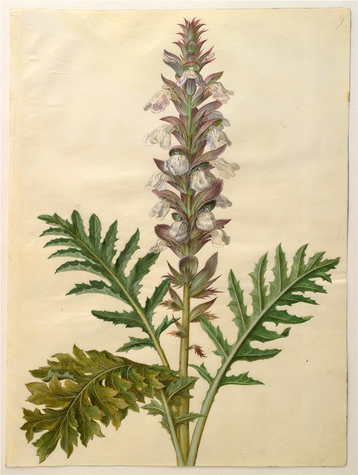 Hans Simon Holtzbecker - Acanthus mollis - Google Art Project