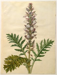 Hans Simon Holtzbecker - Acanthus mollis - Google Art Project