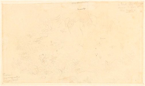 Ingres - MI.867.4521, Etude de fleurs et de feuilles