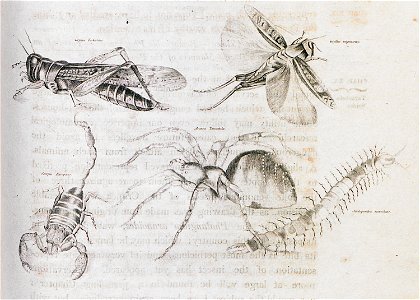 Insects of the Crimea - Clarke Edward Daniel - 1810