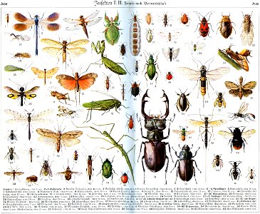 Insects in Brockhaus 1937. Free illustration for personal and commercial use.