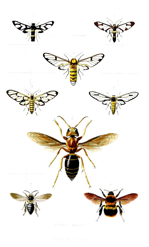 Insects1robinson1871 - Free Stock Illustrations 