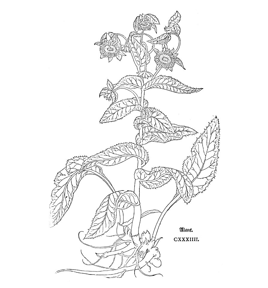 Inula Fuchs