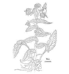 Inula Fuchs