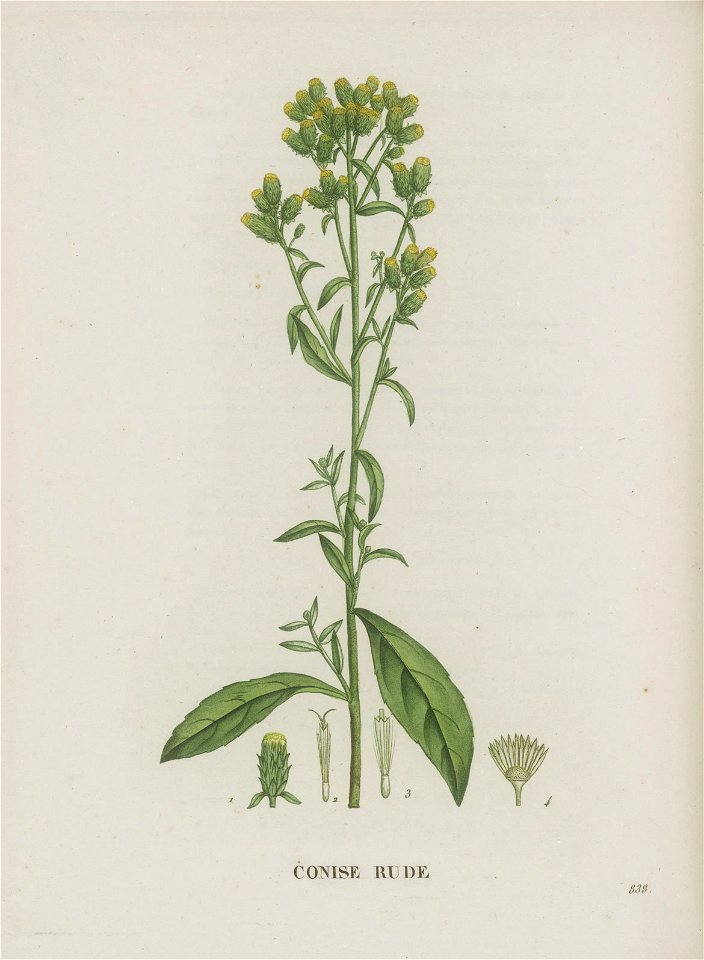 Inula conyzae - 001x