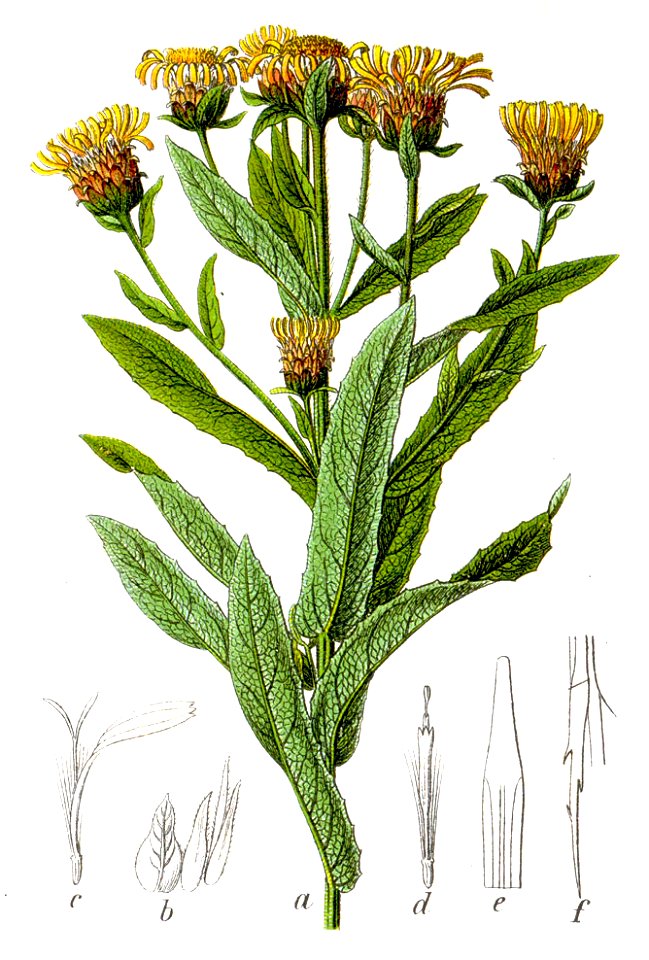 Inula sp Sturm19