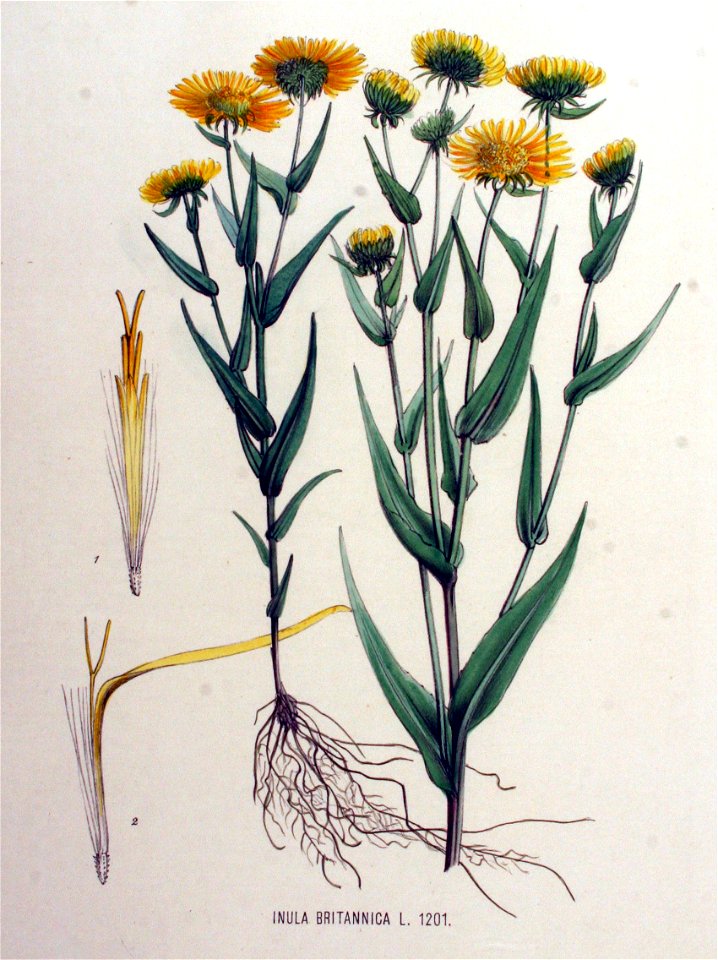 Inula britannica — Flora Batava — Volume v16