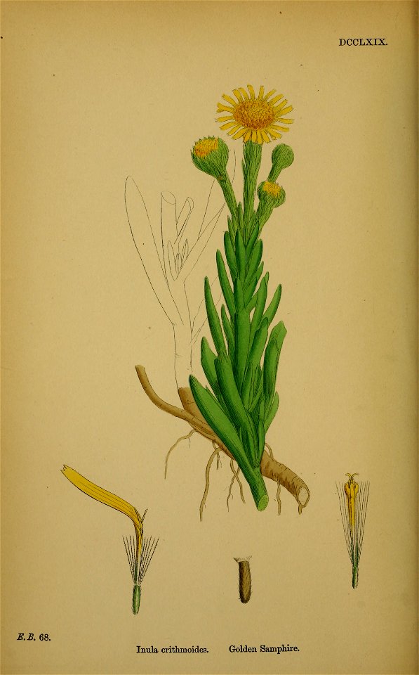 Inula crithmoides001
