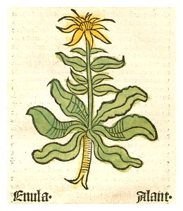 Inula Herbarius. Free illustration for personal and commercial use.