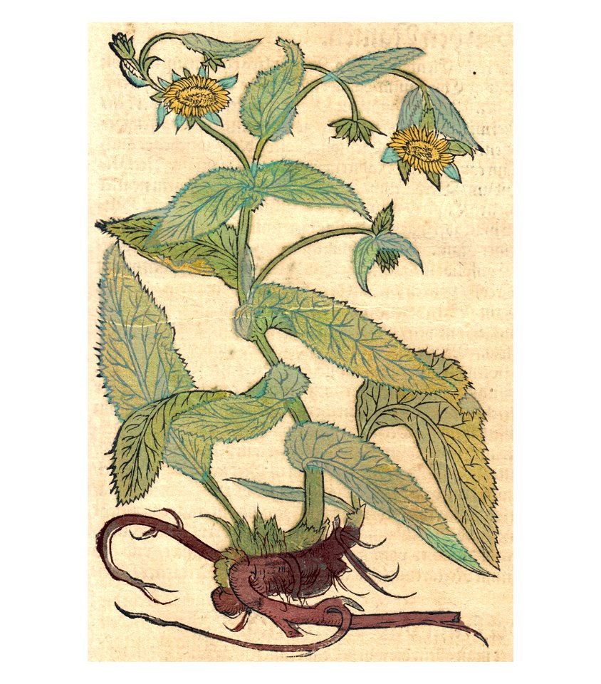 Inula Bock