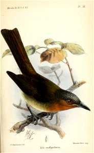 IoleRufigularisKeulemans
