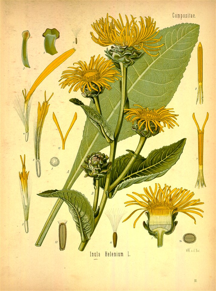 Inula helenium - 001x. Free illustration for personal and commercial use.