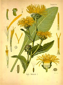 Inula helenium - 001x. Free illustration for personal and commercial use.