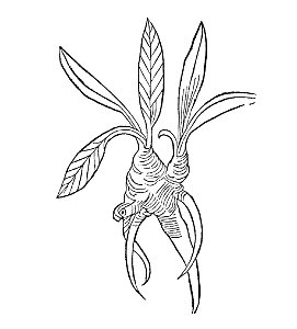 Inula Gart
