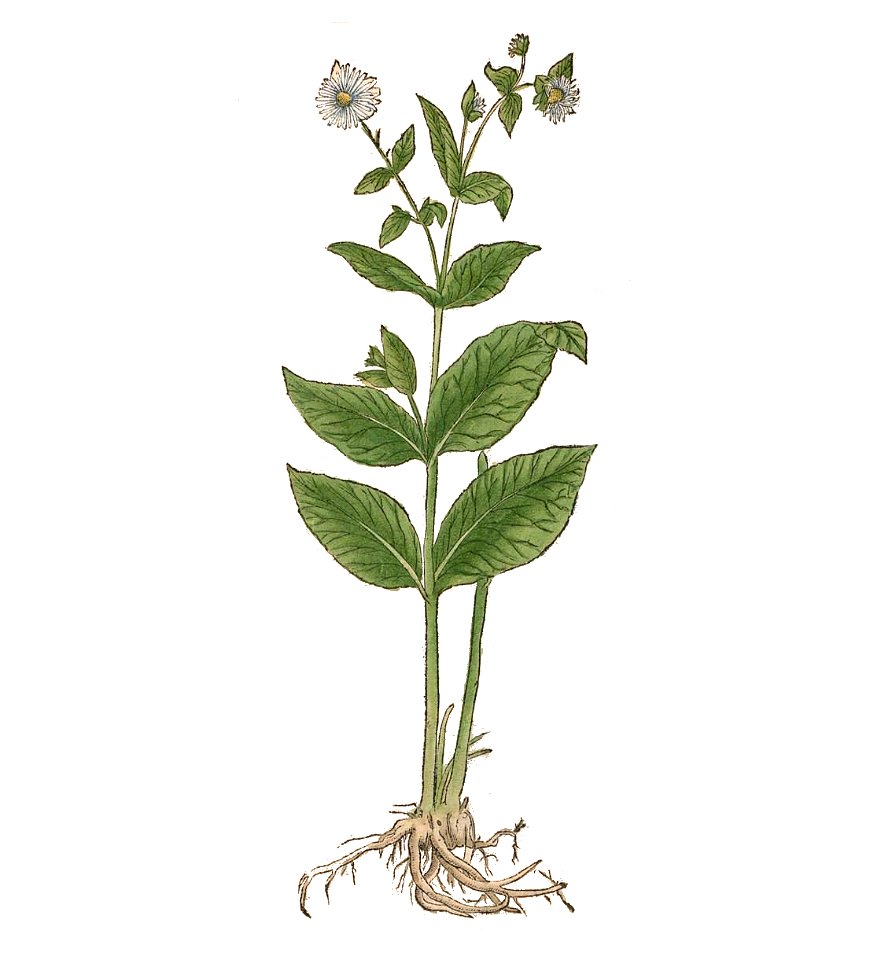 Inula Brunfels