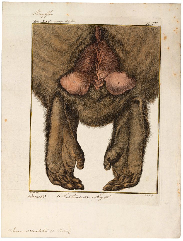 Inuus ecaudatus - anatomie - 1700-1880 - Print - Iconographia Zoologica - Special Collections University of Amsterdam - UBA01 IZ20000067