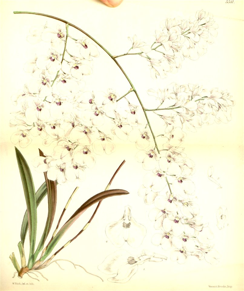 Ionopsis utricularioides (Ionopsis paniculata ) - Curtis v. 91 ser. 3 no. 21 tab. 5541 (1865)