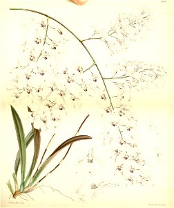 Ionopsis utricularioides (Ionopsis paniculata ) - Curtis v. 91 ser. 3 no. 21 tab. 5541 (1865)