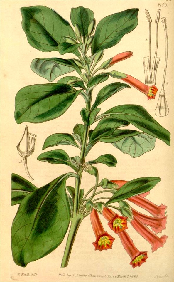 Iochroma fuchsioides 2