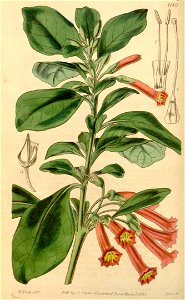 Iochroma fuchsioides 2