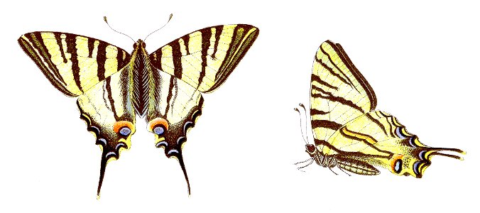 Iphiclides podalirius - Segelfalter